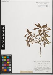Foto von Salix purpurea L.